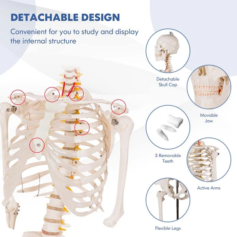70.8 inch Life Size Human Skeleton Model for Anatomy