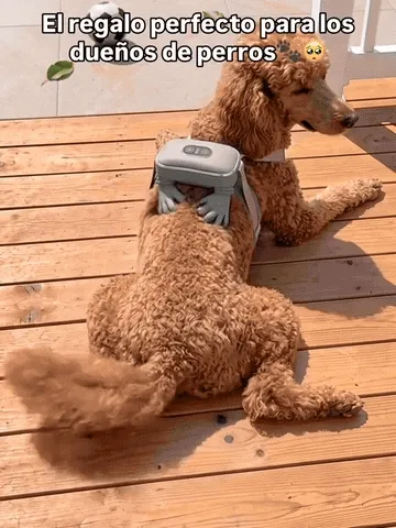 Pet enjoying the massager outdoors