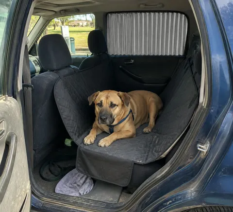 Dog resting beside a shaded car window at a park
