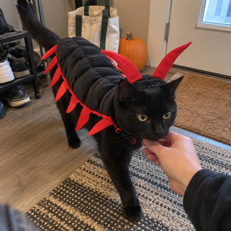 Black cat in red-trim centipede costume by a home entryway