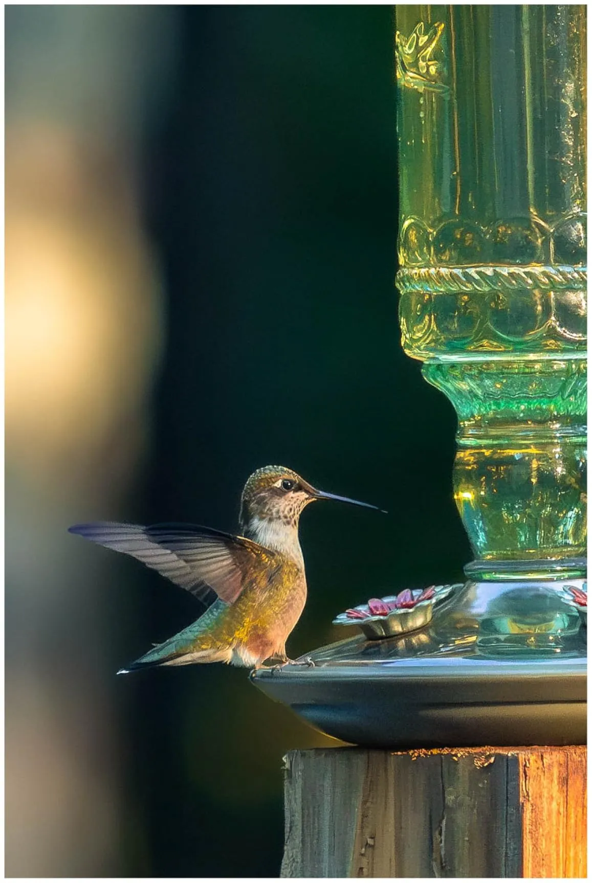 Beautiful feeder