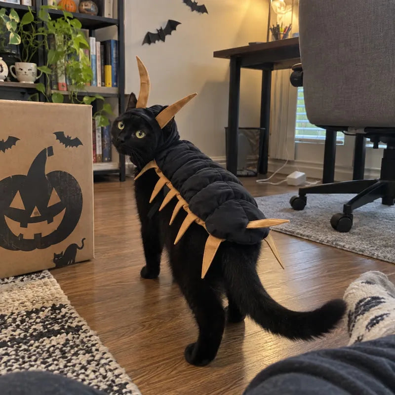 Black cat in a gold-trim centipede costume in a home office