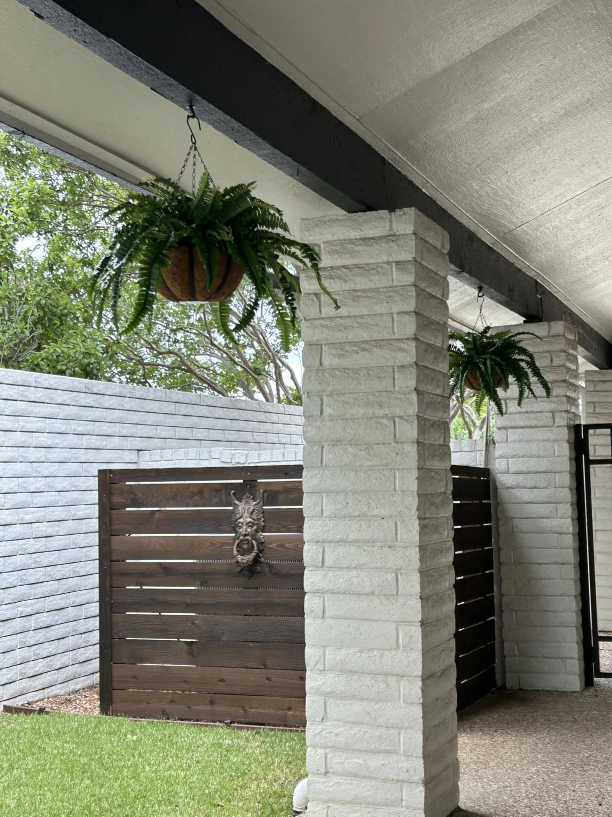 I’m really happy with these ferns!