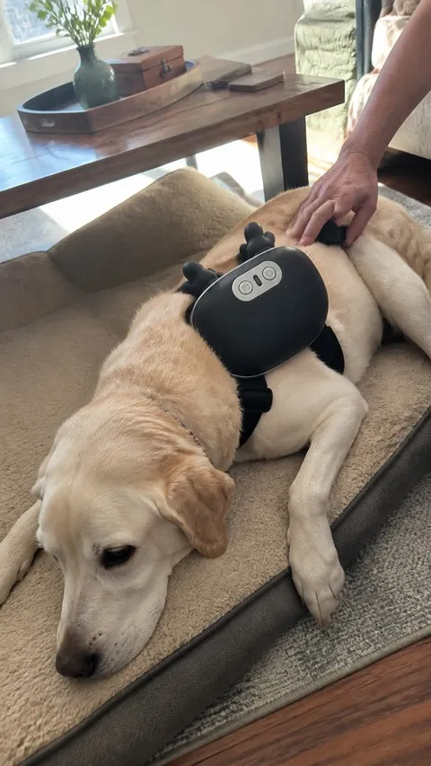 Older Labrador resting with the black pet massager