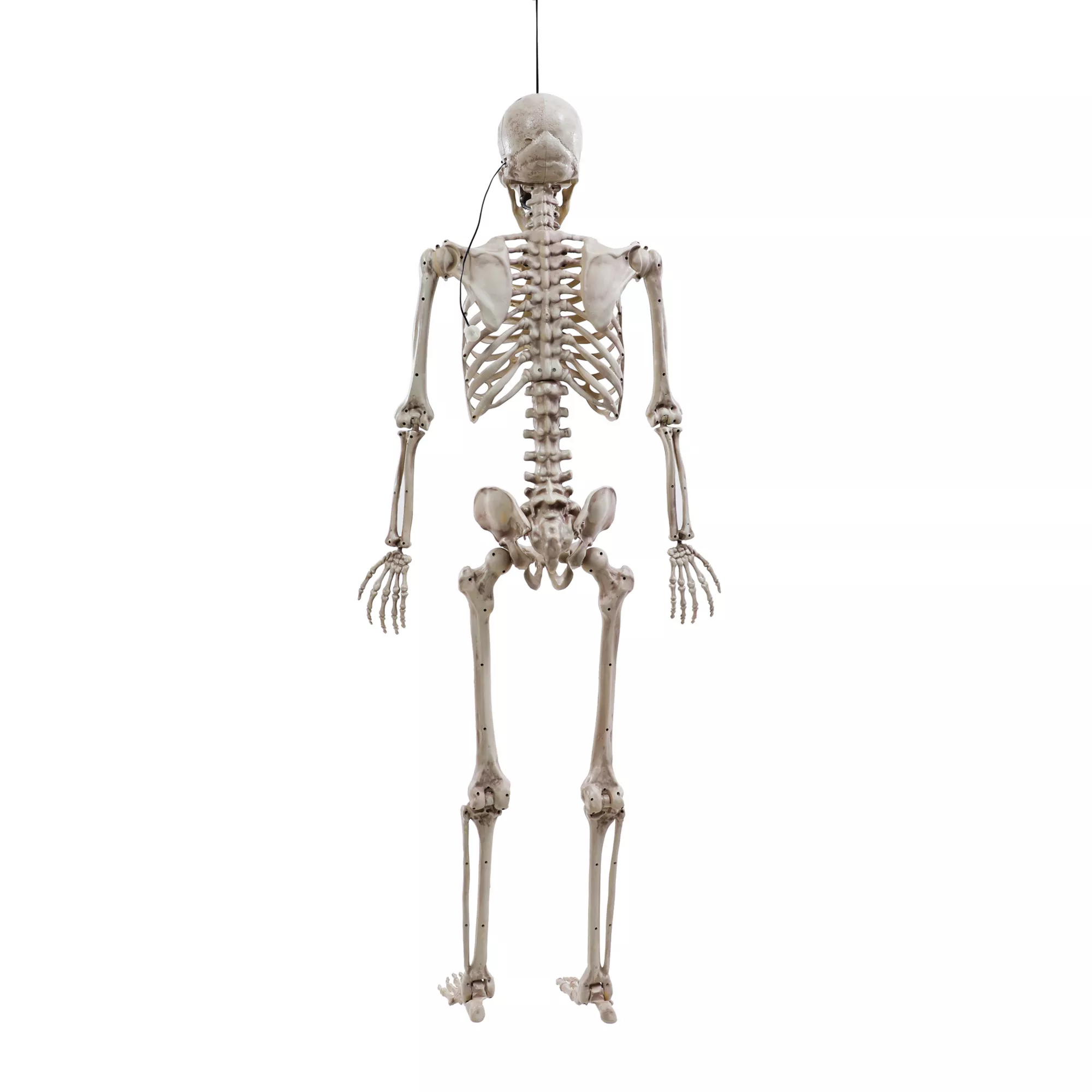 5 Ft Poseable Digieye Skeleton