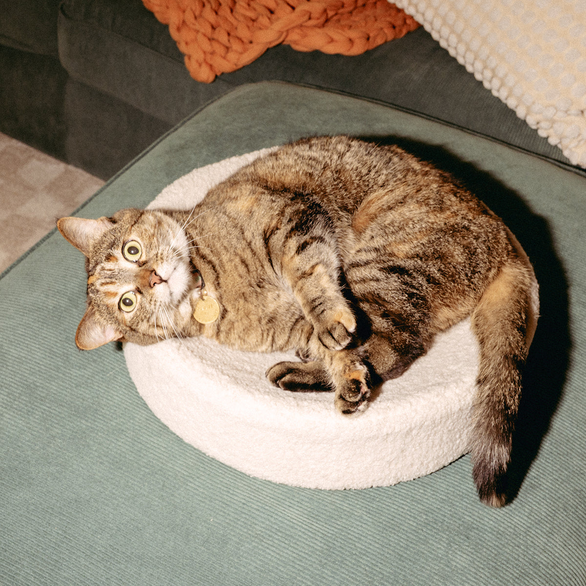 Nest Cat Bed