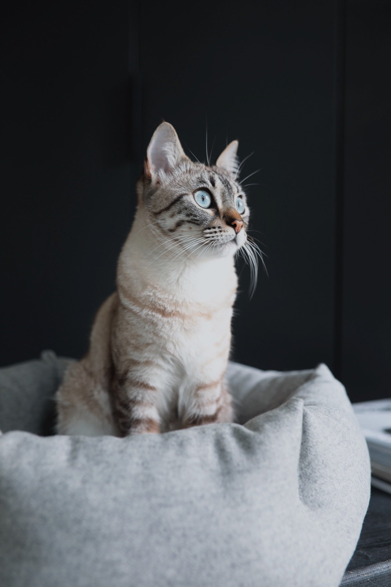 Calma Hexagon Cat Bed