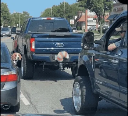 Real fluffy car tails wagging on pickup trucks