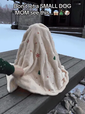 Small dogs showing off Christmas tree pet capes at holiday gatherings