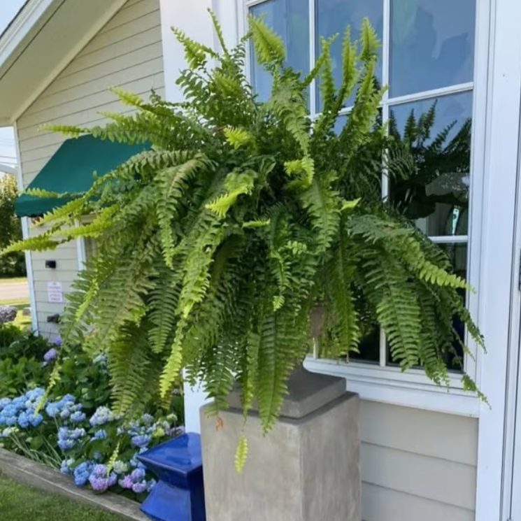 🔥 On Sale Only Today 🌱 UV Resistant Ferns Artificial Plants Large for Planters, Office & Home Decor, Outdoor & Indoor