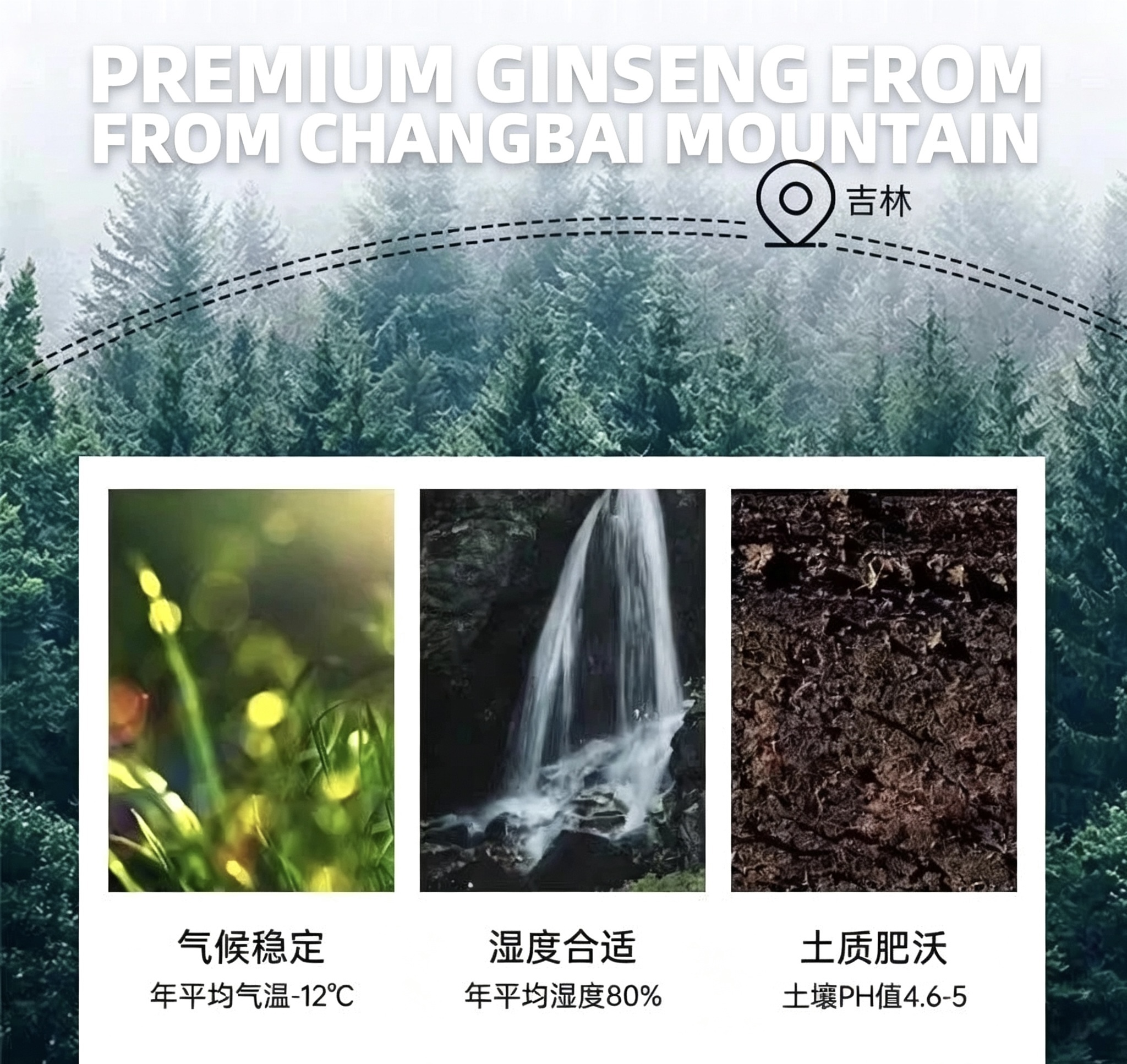 Premium American Ginseng Slices | Changbai Mountain Origin｜長白山原產西洋參薄片