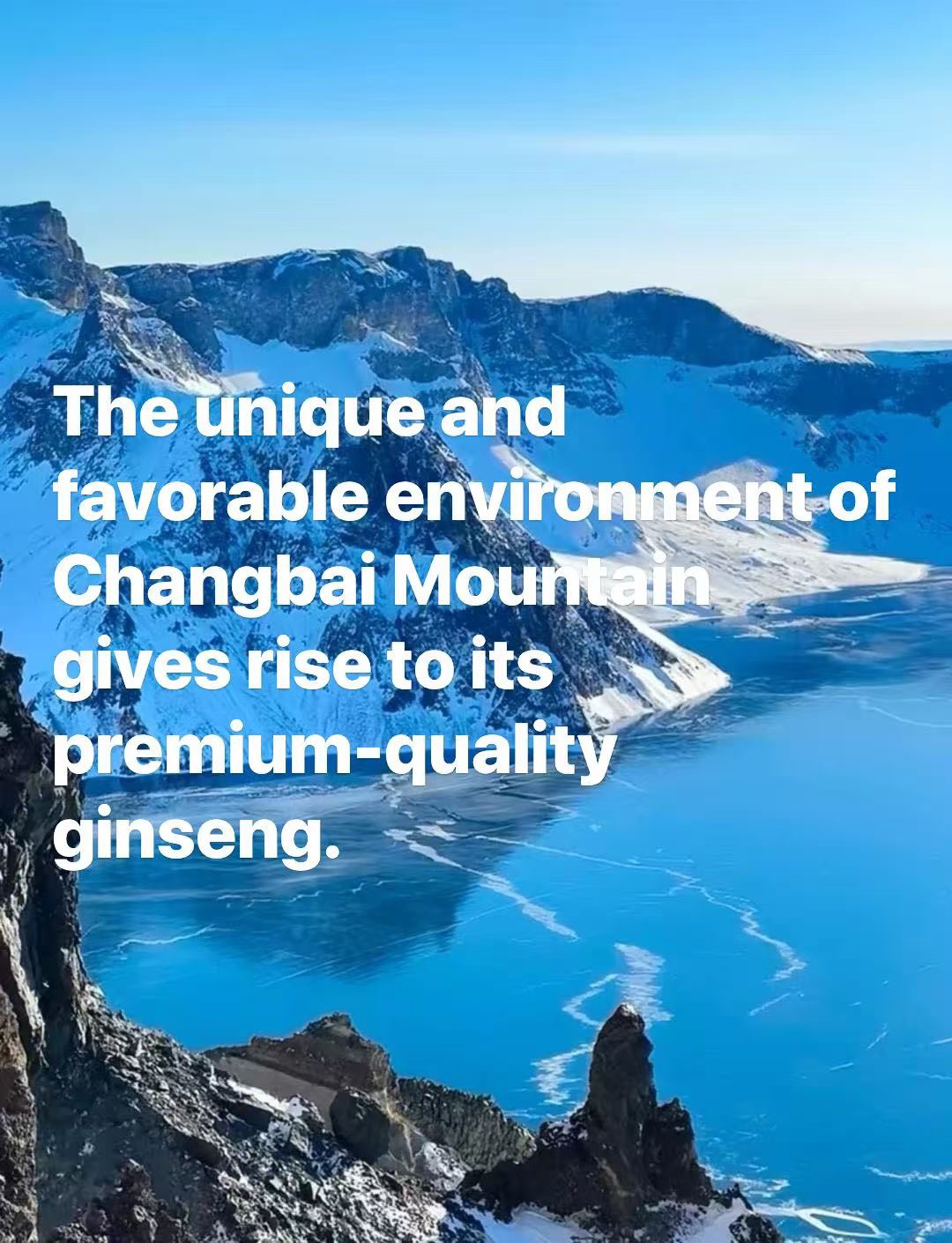 20‑Year‑Old Changbai Mountain Korean Ginseng Square‑Cut Slices, Triple‑Steamed and Triple‑Sun‑Dried 20年長白山高麗參方片，三蒸三曬