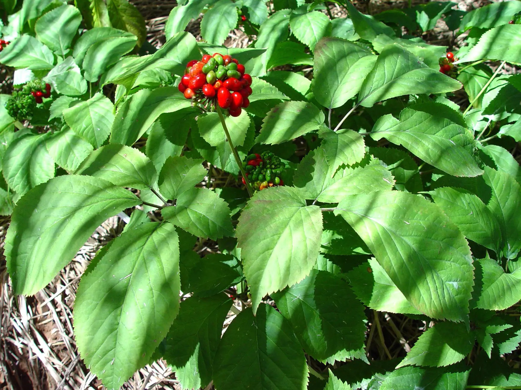 Premium American Ginseng Slices | Changbai Mountain Origin｜長白山原產西洋參薄片