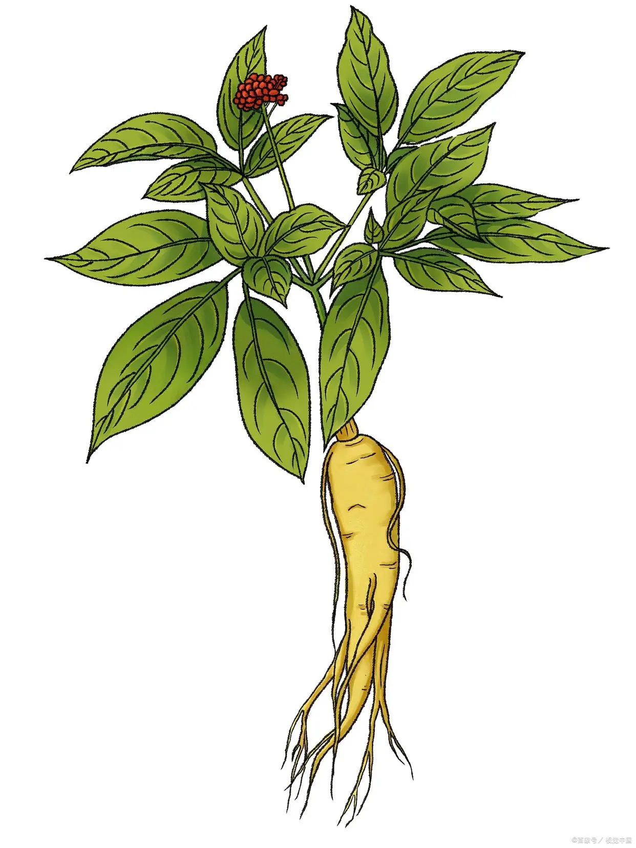 Premium American Ginseng Slices | Changbai Mountain Origin｜長白山原產西洋參薄片