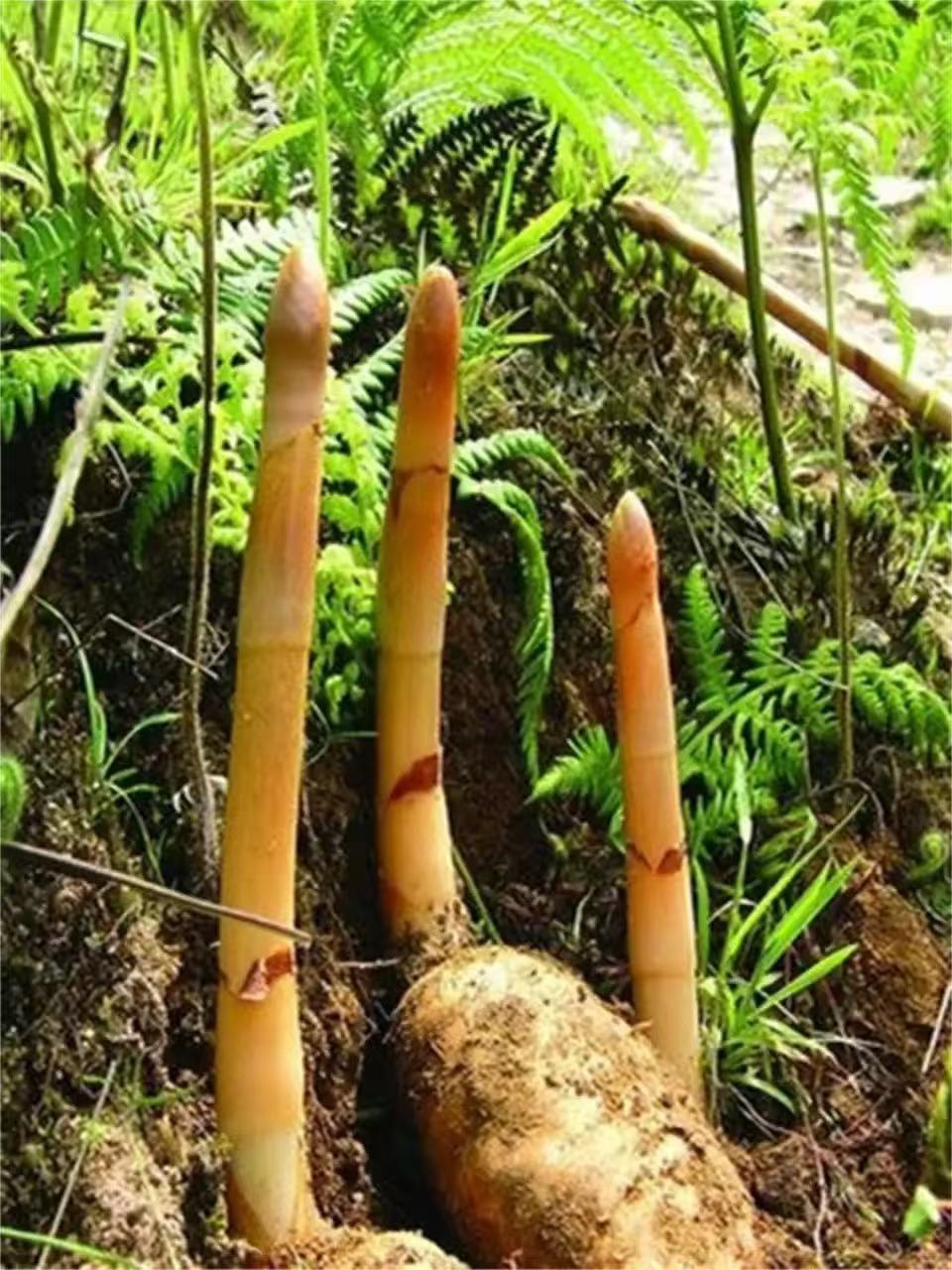 Wild‑Harvested Gastrodia Elata, 3‑Year‑Grown Authentic Tian Ma from Mountainous Zhaotong, Yunnan, China 野生天麻｜三年正宗中國雲南昭通大山天麻