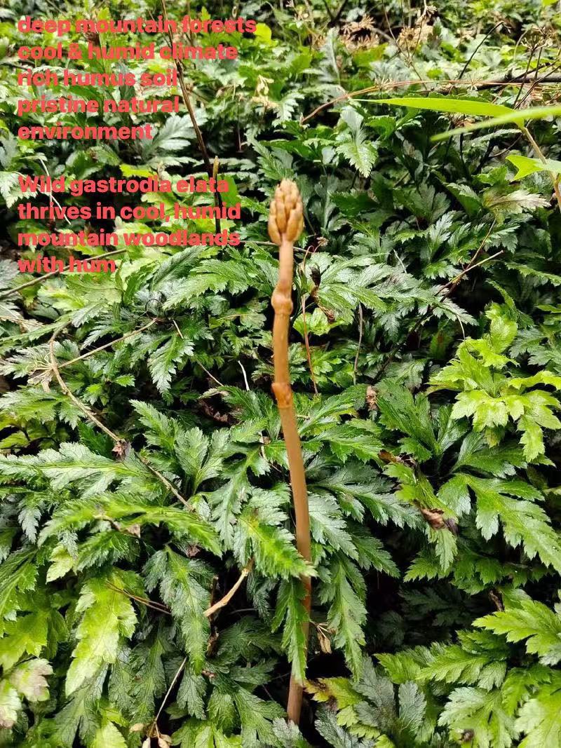 Wild‑Harvested Gastrodia Elata, 3‑Year‑Grown Authentic Tian Ma from Mountainous Zhaotong, Yunnan, China 野生天麻｜三年正宗中國雲南昭通大山天麻