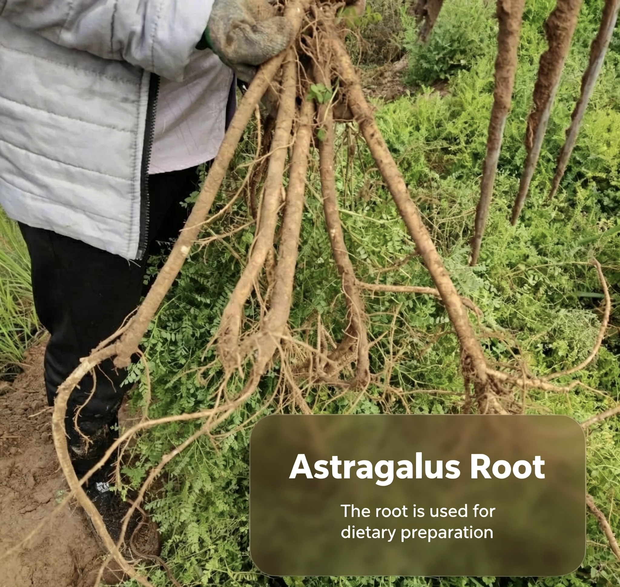 Changbai Mountain Wild‑Type Astragalus Root Slices | 长白山野生黄芪切片