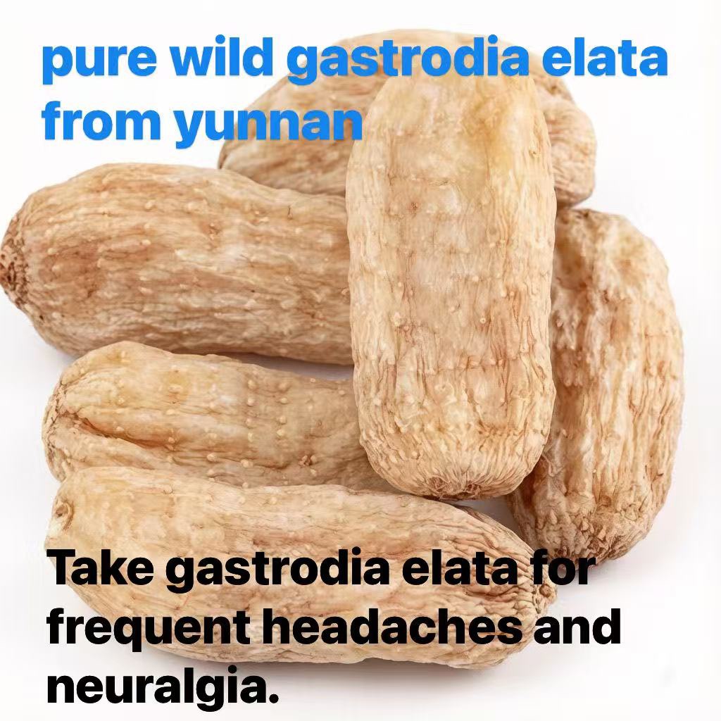 Wild‑Harvested Gastrodia Elata, 3‑Year‑Grown Authentic Tian Ma from Mountainous Zhaotong, Yunnan, China 野生天麻｜三年正宗中國雲南昭通大山天麻