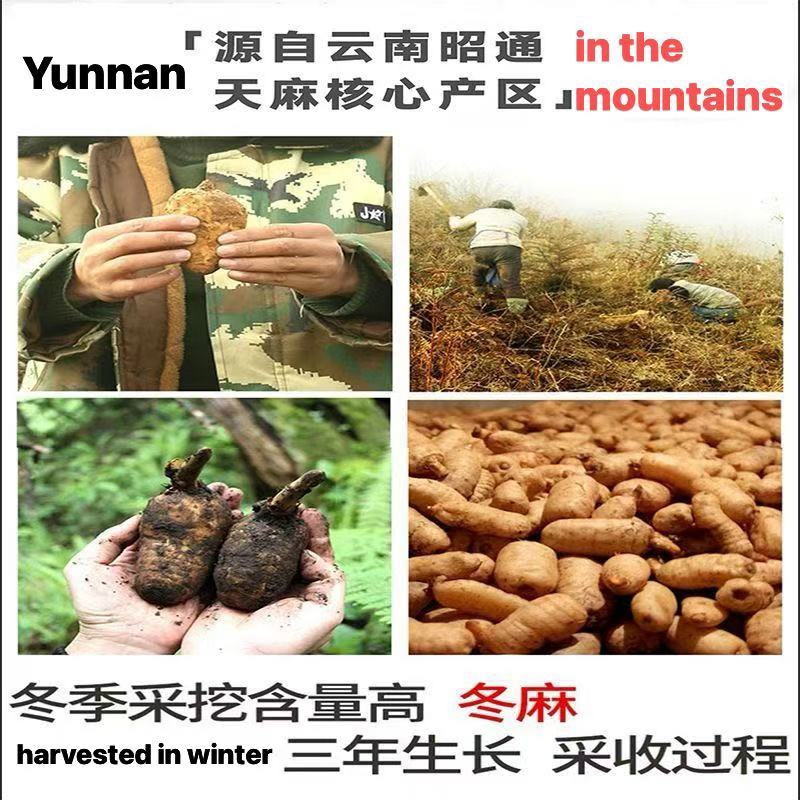 Wild‑Harvested Gastrodia Elata, 3‑Year‑Grown Authentic Tian Ma from Mountainous Zhaotong, Yunnan, China 野生天麻｜三年正宗中國雲南昭通大山天麻