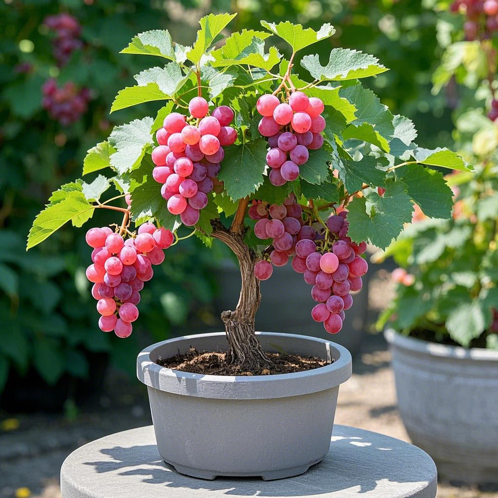 🍇Цветни гроздови семки в саксии - черни, розови, дъгови, зелени