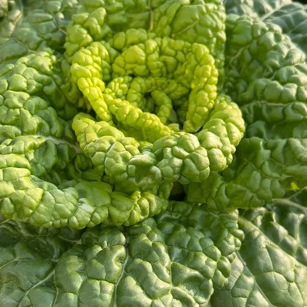 Brassica Narinosa (WuTat Choy) Seeds