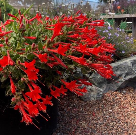 🔥🐦„Килим от колибри“🌸Epilobium garrettii – Дъга, изригваща 🌈
