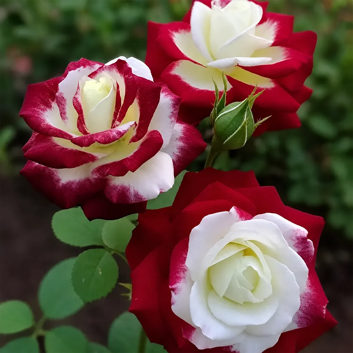 🌹 Semena červeno-bílých dvoubarevných růží – vzácné dvoubarevné zahradní květy