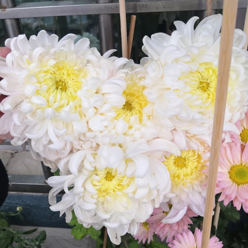 🌺 Цветето на елегантността 🌼 Семена от гигантска хризантема