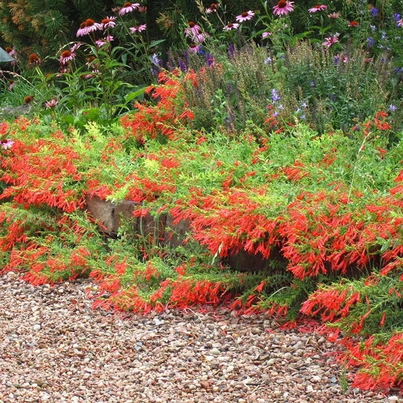 🔥🐦„Килим от колибри“🌸Epilobium garrettii – Дъга, изригваща 🌈