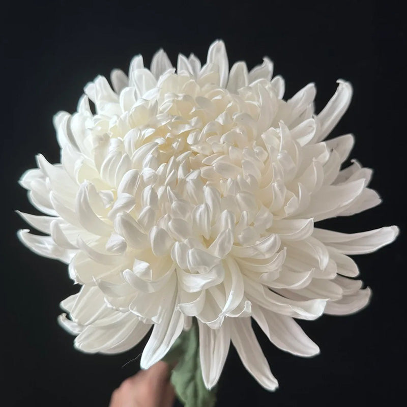 🌺 Цветето на елегантността 🌼 Семена от гигантска хризантема