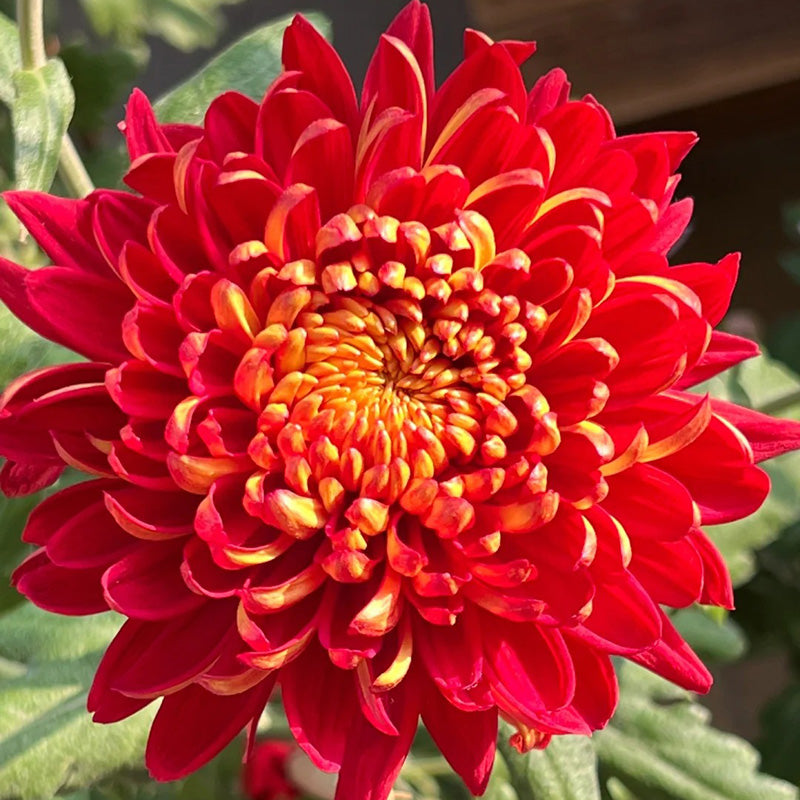 🌺 Цветето на елегантността 🌼 Семена от гигантска хризантема