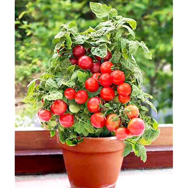 🍅🍅Семена от саксийни домати джудже