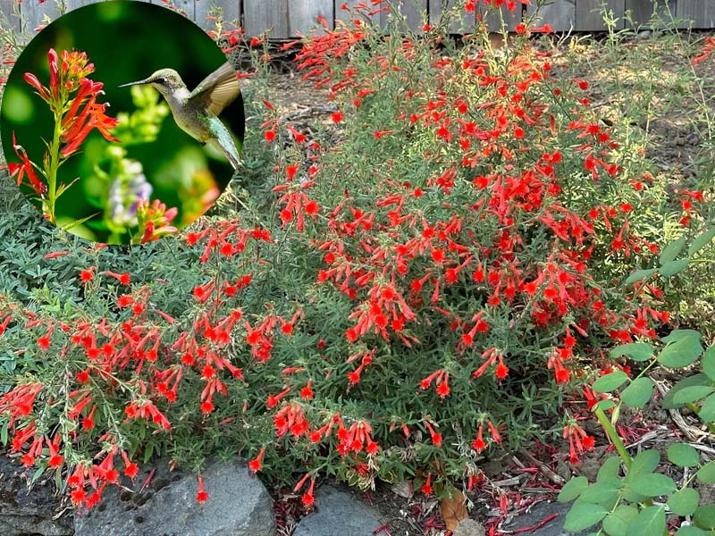 🔥🐦„Килим от колибри“🌸Epilobium garrettii – Дъга, изригваща 🌈
