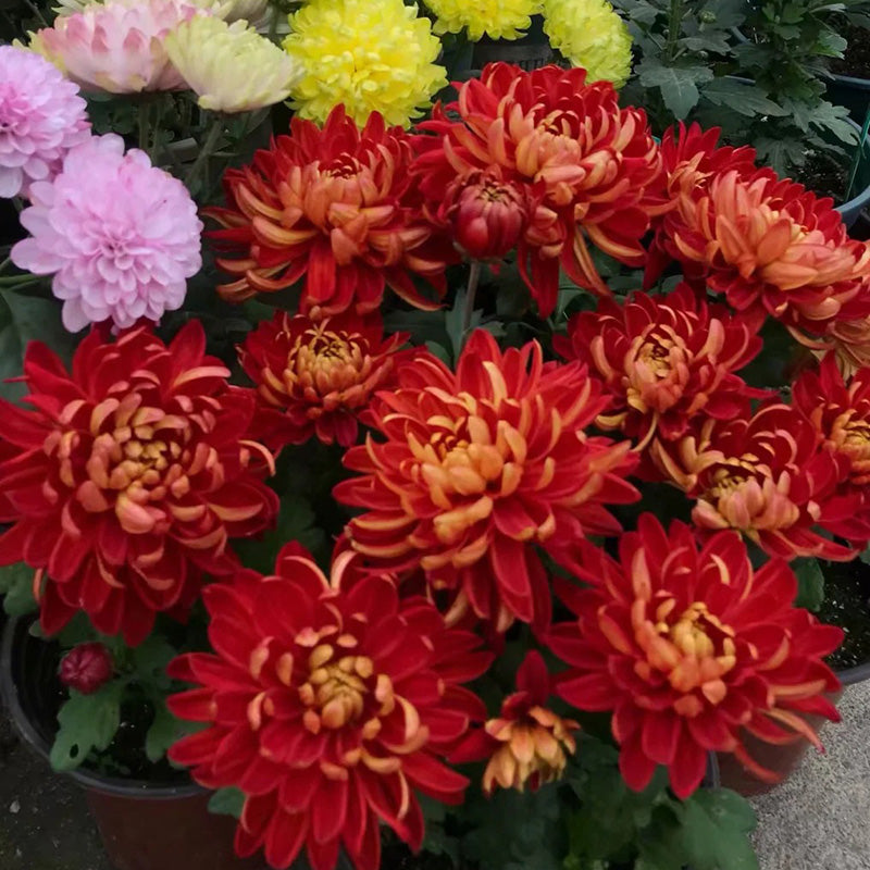🌺 Цветето на елегантността 🌼 Семена от гигантска хризантема