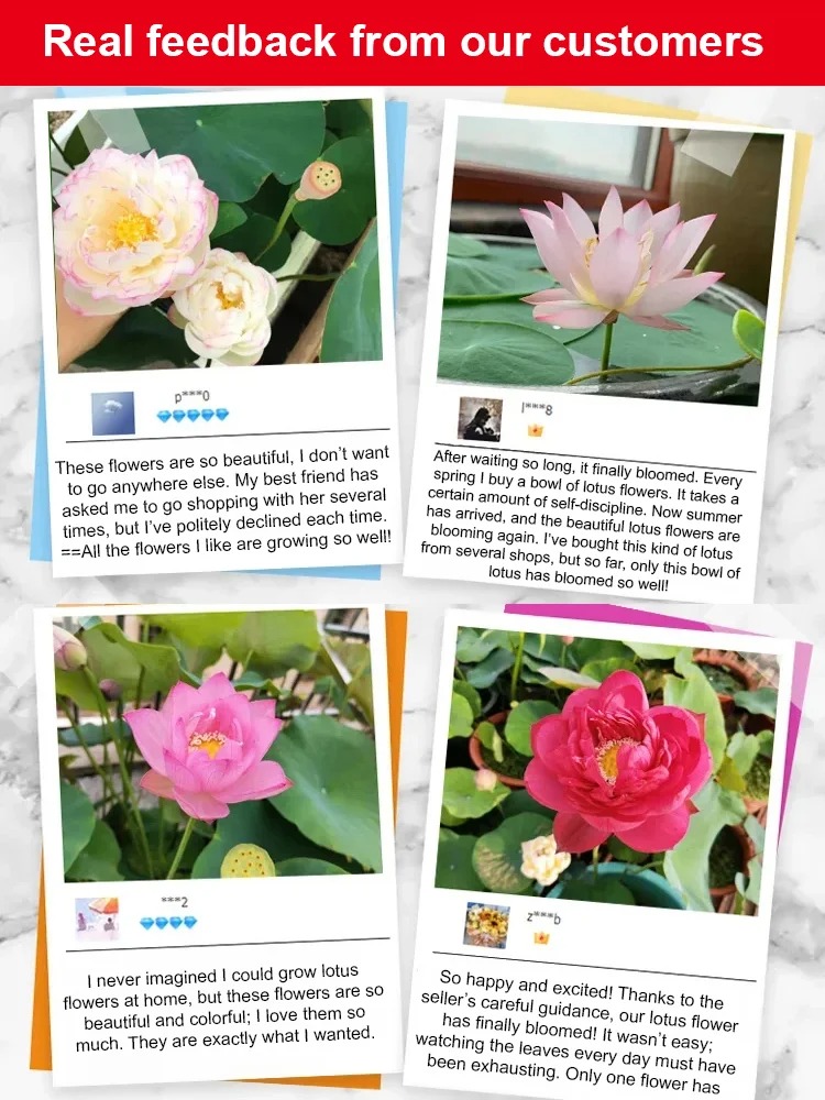 🌸 ПОСЛЕДЕН ДЕН ПРОМОЦИЯ 50% ОТСТЪПКА 🌸 Хидропонен лотос 🌸 | Свеж, лесен и красив (Може да се засажда и през зимата)