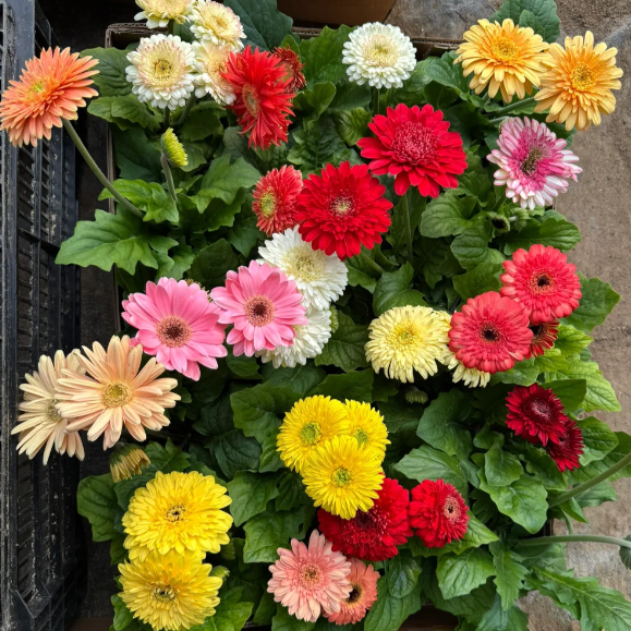🌼Семена от гербери с различни цветове
