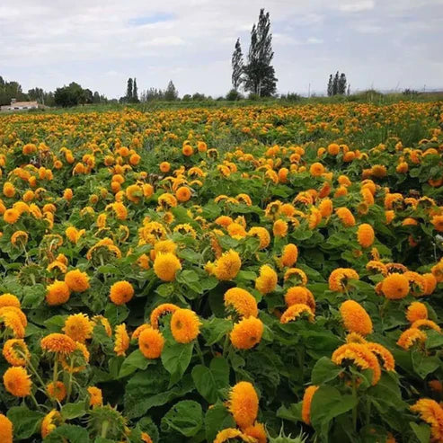 Слънчогледови семки от плюшено мече