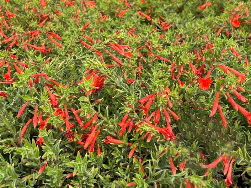 🔥🐦„Килим от колибри“🌸Epilobium garrettii – Дъга, изригваща 🌈