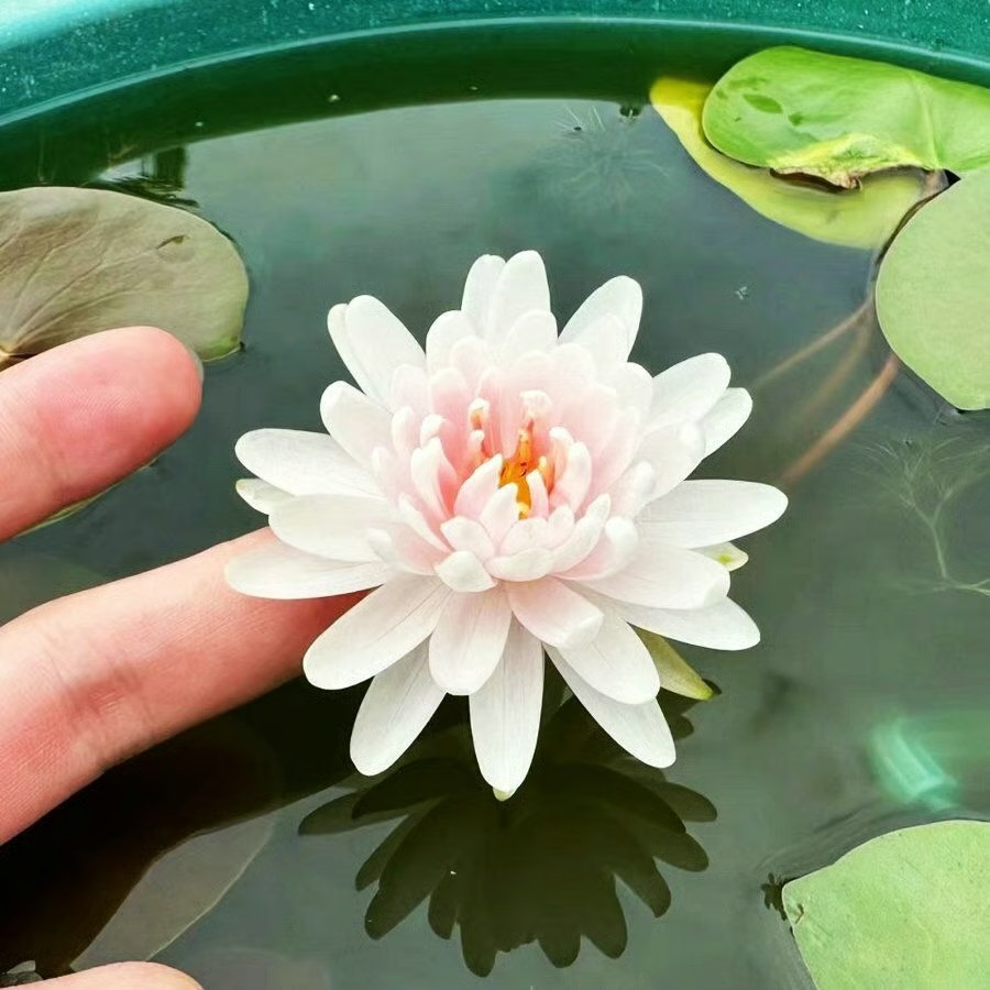 🌸 ПОСЛЕДЕН ДЕН ПРОМОЦИЯ 50% ОТСТЪПКА 🌸 Хидропонен лотос 🌸 | Свеж, лесен и красив (Може да се засажда и през зимата)