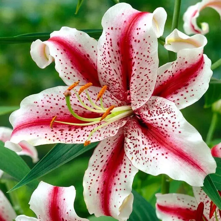 🔥Prémiové cibulky lilií🌺Snadné pěstování, rychlé kvetení ✨ Ideální pro začátečníky