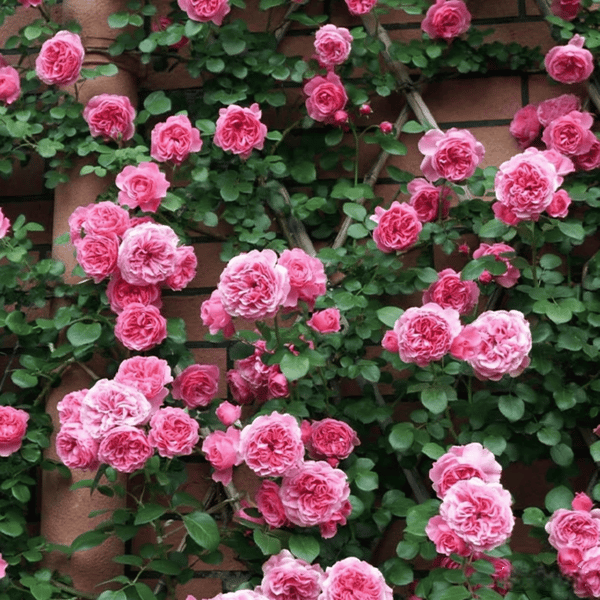 🌸 Рядки семена на катерлива роза Rosa Eden — лесни за отглеждане, ароматни, многогодишни цветове