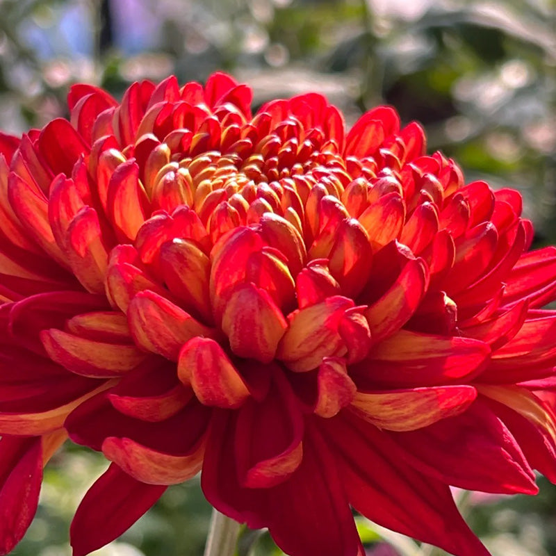 🌺 Цветето на елегантността 🌼 Семена от гигантска хризантема
