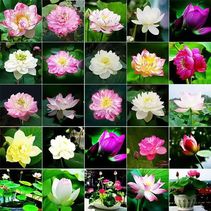 🌸 ПОСЛЕДЕН ДЕН ПРОМОЦИЯ 50% ОТСТЪПКА 🌸 Хидропонен лотос 🌸 | Свеж, лесен и красив (Може да се засажда и през зимата)