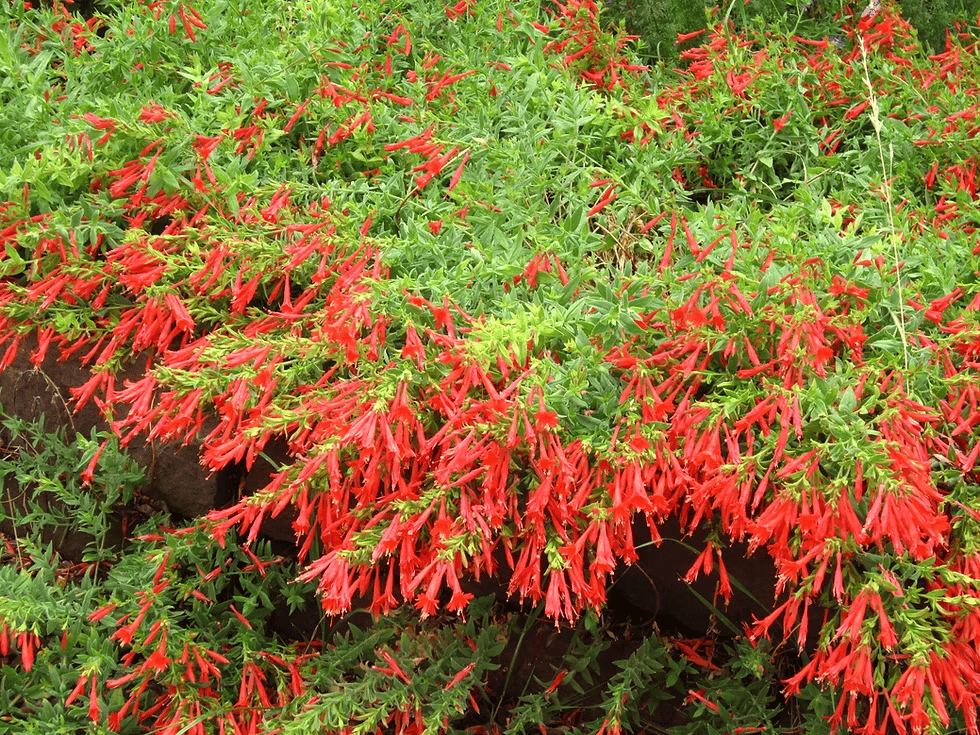 🔥🐦„Килим от колибри“🌸Epilobium garrettii – Дъга, изригваща 🌈