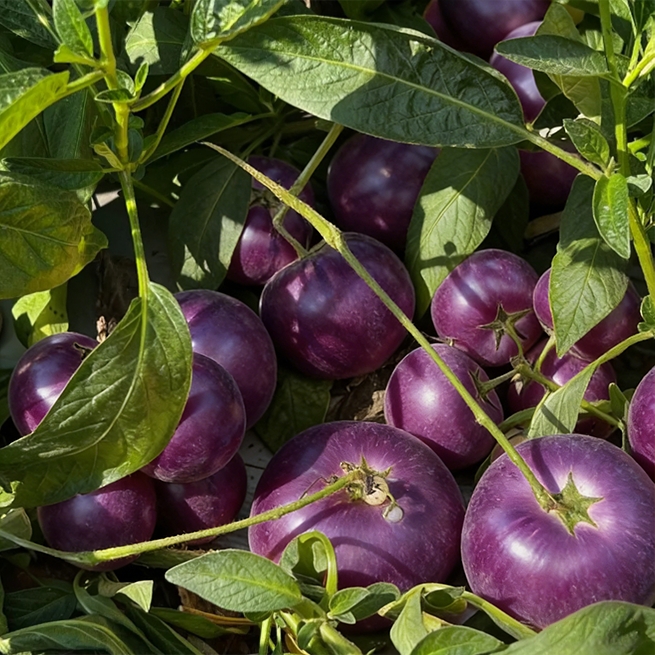 😋 Семена за лилав сорт Пепино 💜 Сладки, сочни и лесни за отглеждане! 🌱
