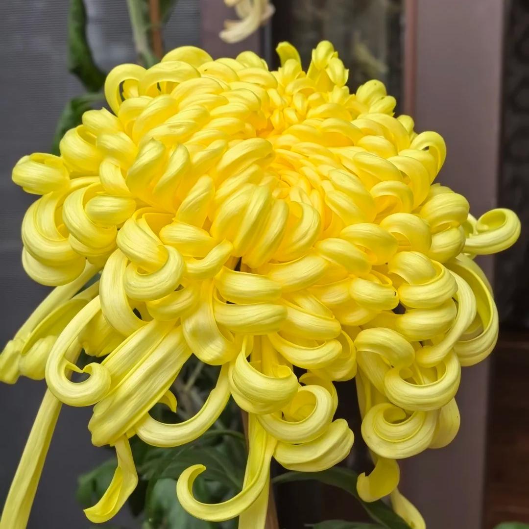 🌺 Цветето на елегантността 🌼 Семена от гигантска хризантема