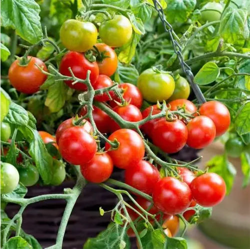 🍅🍅Семена от саксийни домати джудже