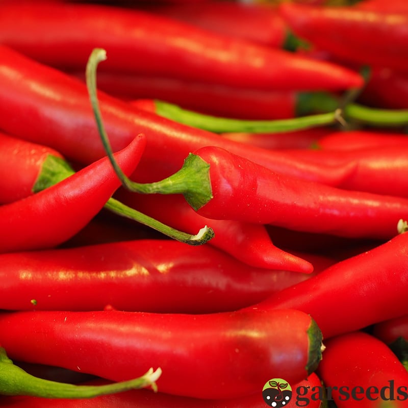 Semienka čili papričky Beauty Chili Papričky 🌶️ - vysoký výnos