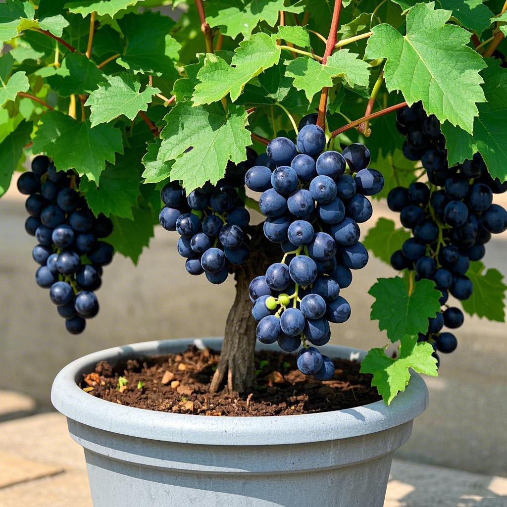 🍇Цветни гроздови семки в саксии - черни, розови, дъгови, зелени