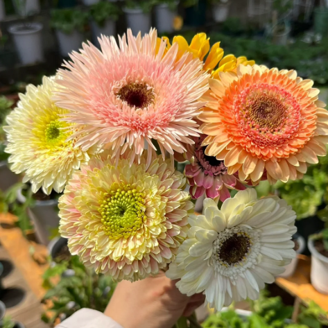 🌼Семена от гербери с различни цветове